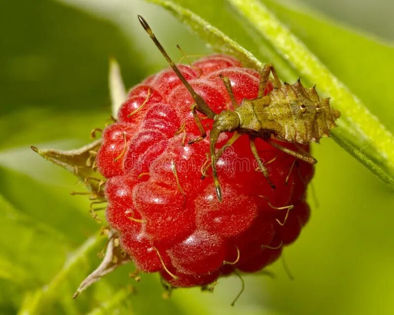 Насекомые на малине фото The Bedbug on raspberry stock photo. Image of plant, insect - 12248832