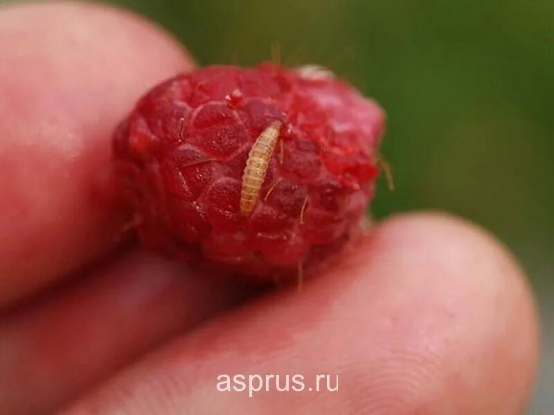 Насекомые на малине фото Защита промышленных плантаций малины от основных вредителей АППЯПМ