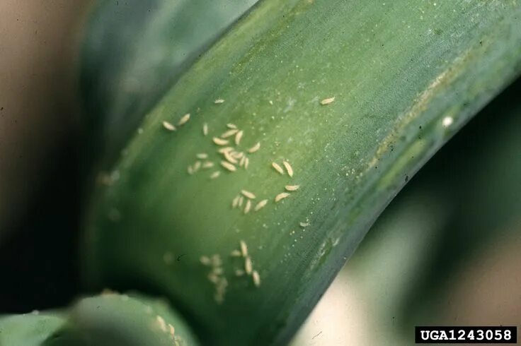 Насекомые на орхидеях фото и названия Controlling Thrips - How To Get Rid Of Thrips Garden pests, Organic gardening pe