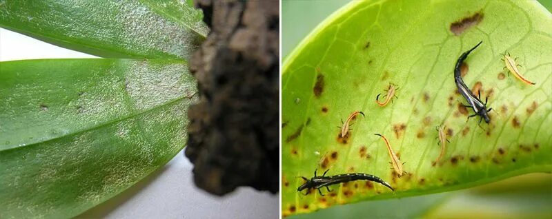 Насекомые на орхидеях фото и названия Трипсы фото и борьба с ними