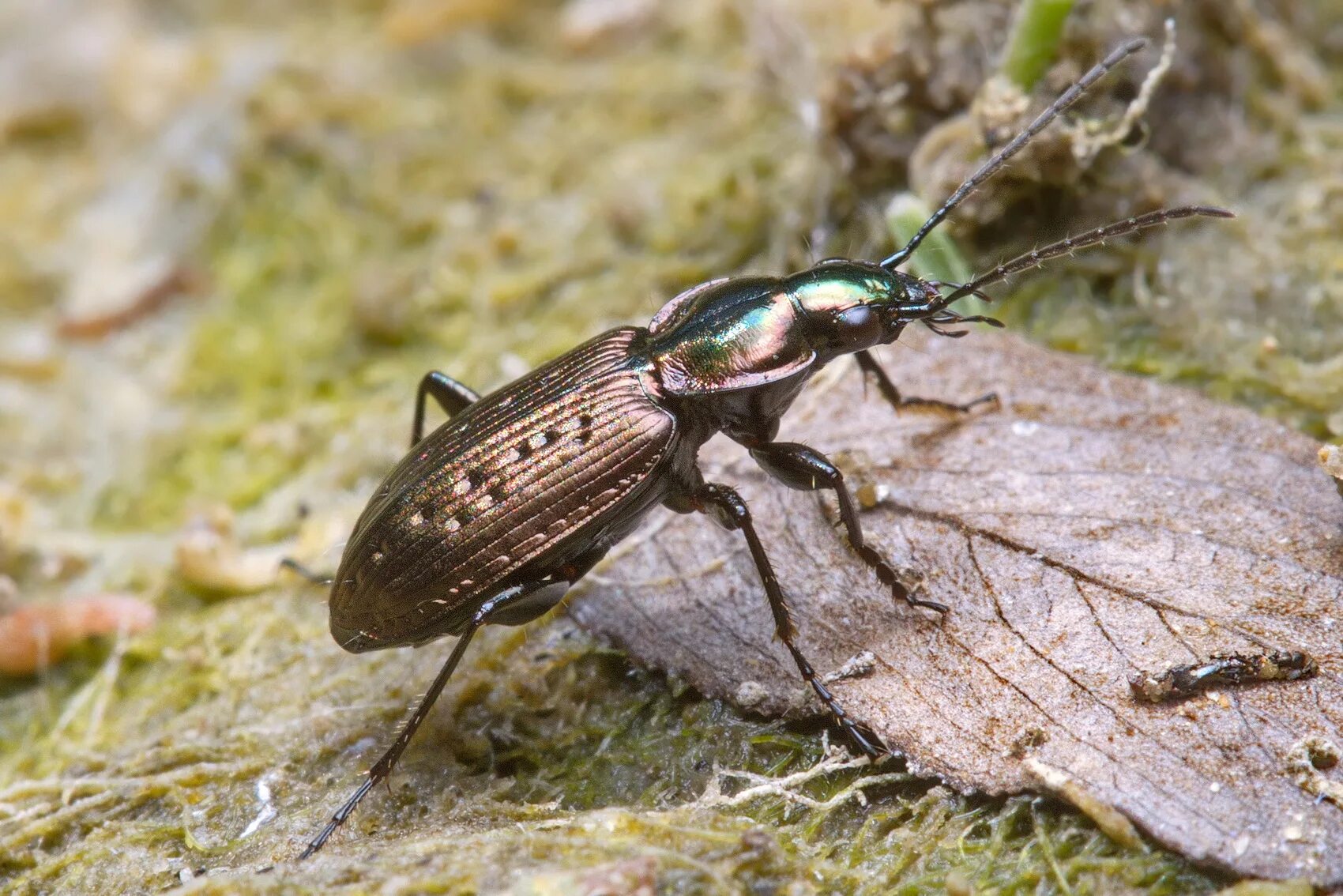 Насекомые нижегородской области фото Agonum (Olisares) impressum (Panzer, 1797) (Carabidae) - фото Е.В.Комарова