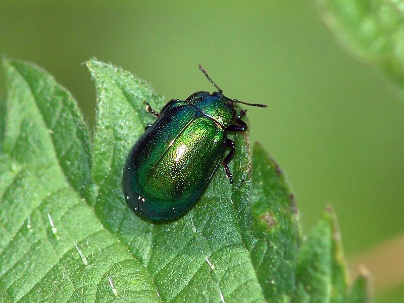 Насекомые нижегородской области фото с названиями Листоед Plagiosterna aenea (Linnaeus, 1758) (Chrysomelidae) - фото в природе В.И
