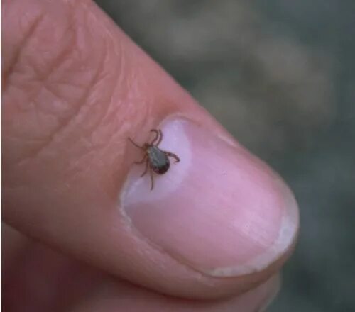 Насекомые похожие на клещей фото Wood Ticks - Rocky Mountain National Park (U.S. National Park Service)