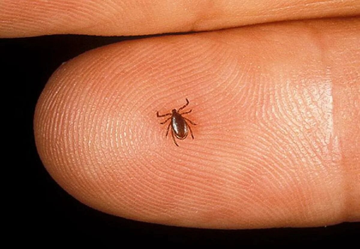 Насекомые похожие на клещей фото The doctor explained, what consequences for mentality the sting of a tick can ca
