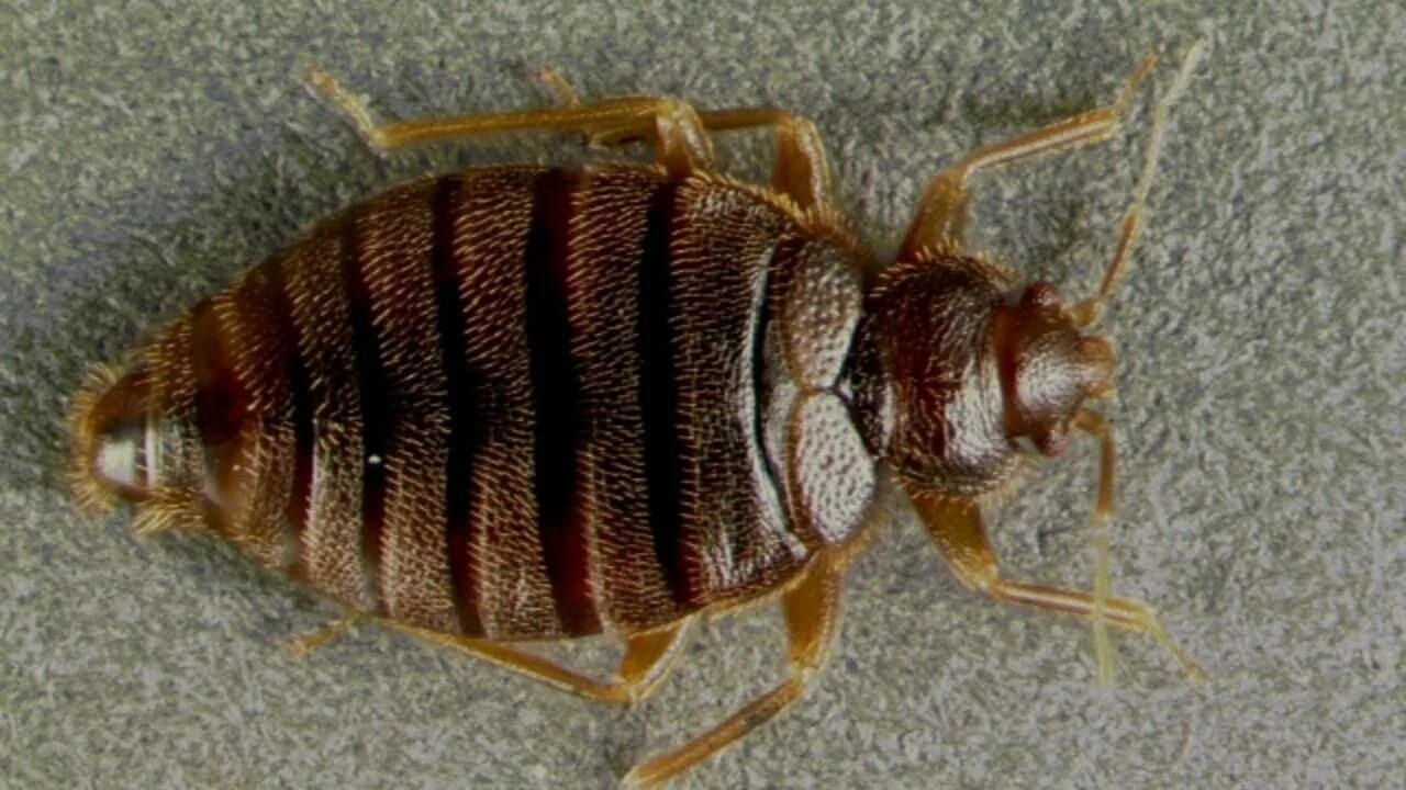 Насекомые похожие на клопов фото Tropical bedbugs return after 60 years - YouTube