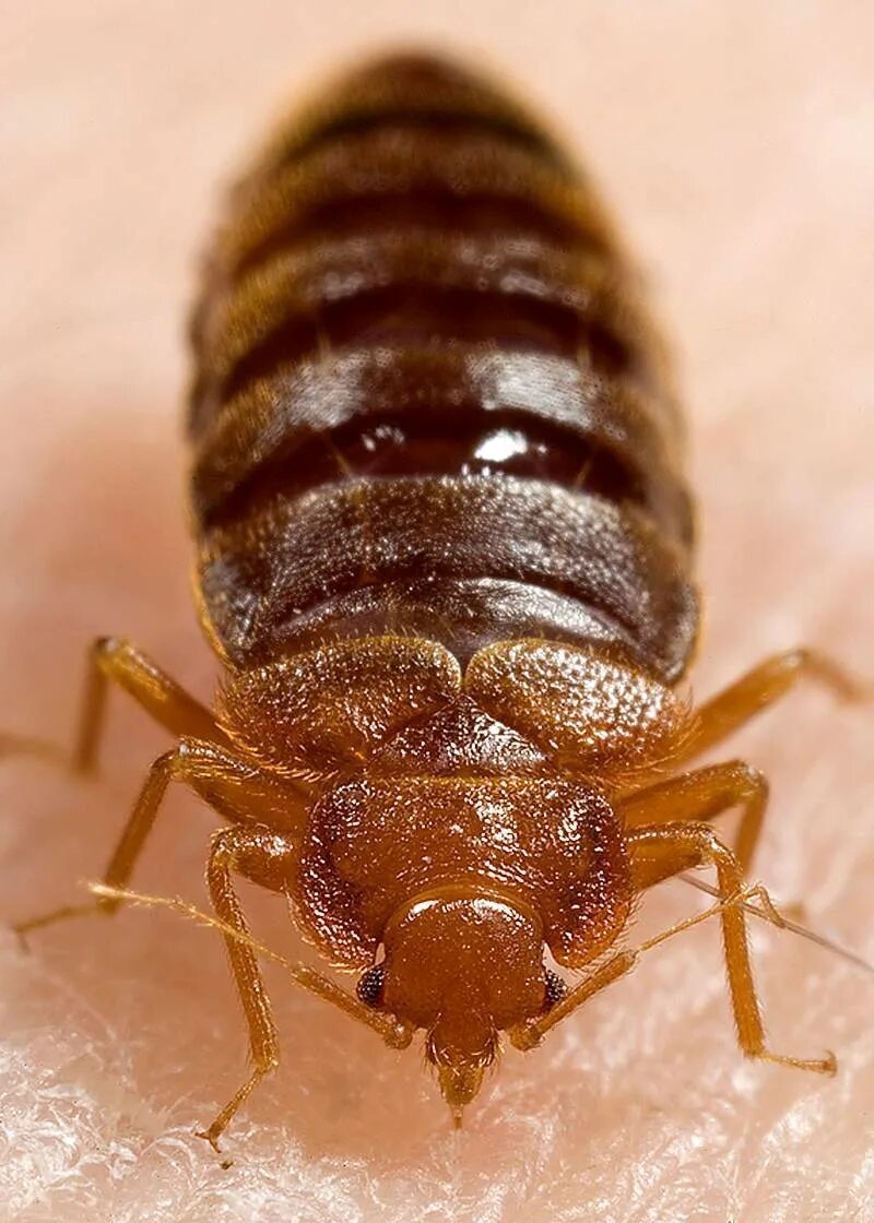 Насекомые похожие на клопов фото и названия Bedbug Images Free Photos, PNG Stickers, Wallpapers & Backgrounds - rawpixel