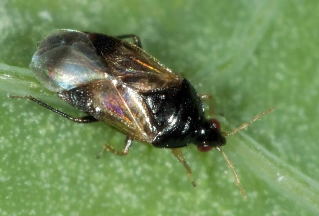 Насекомые похожие на клопов фото и названия Biologická ochrana zeleniny aneb predátoři proti škůdcům Zahrádkář