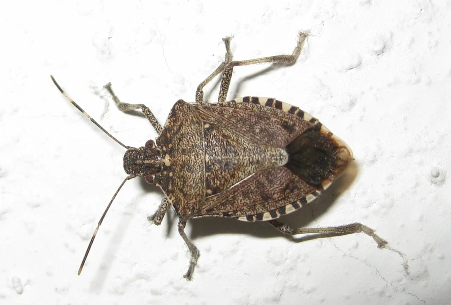 Насекомые похожие на клопов фото и названия Stink Bugs: Common Pests in the East Coast