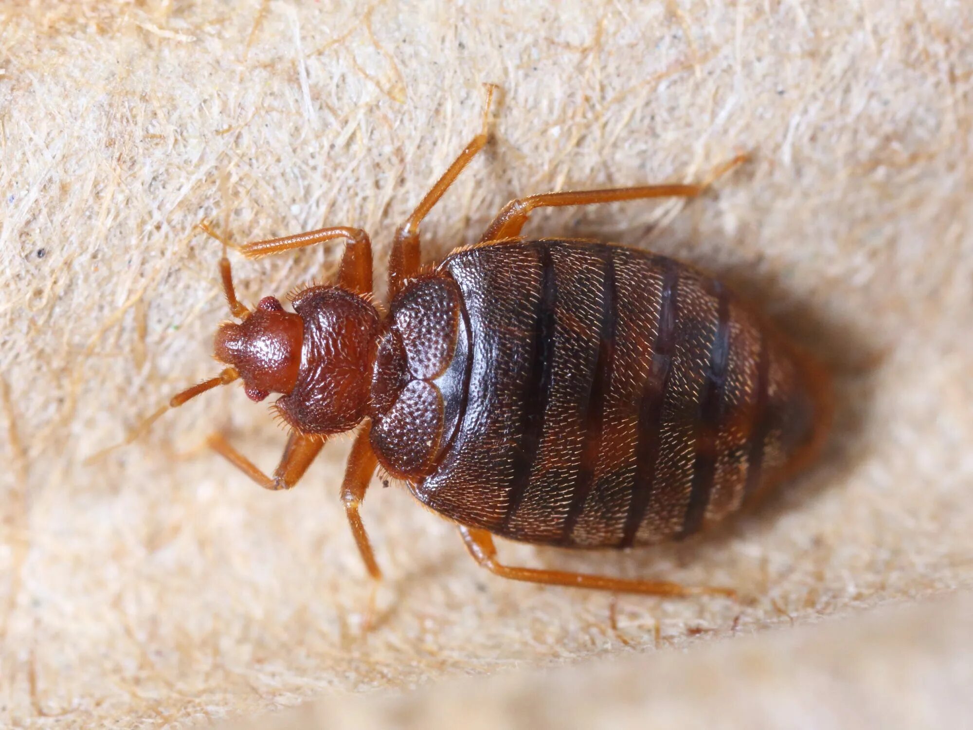 Насекомые похожие на клопов фото и названия A Woman Is Suing Disneyland Over Alleged Bedbugs - Business Insider