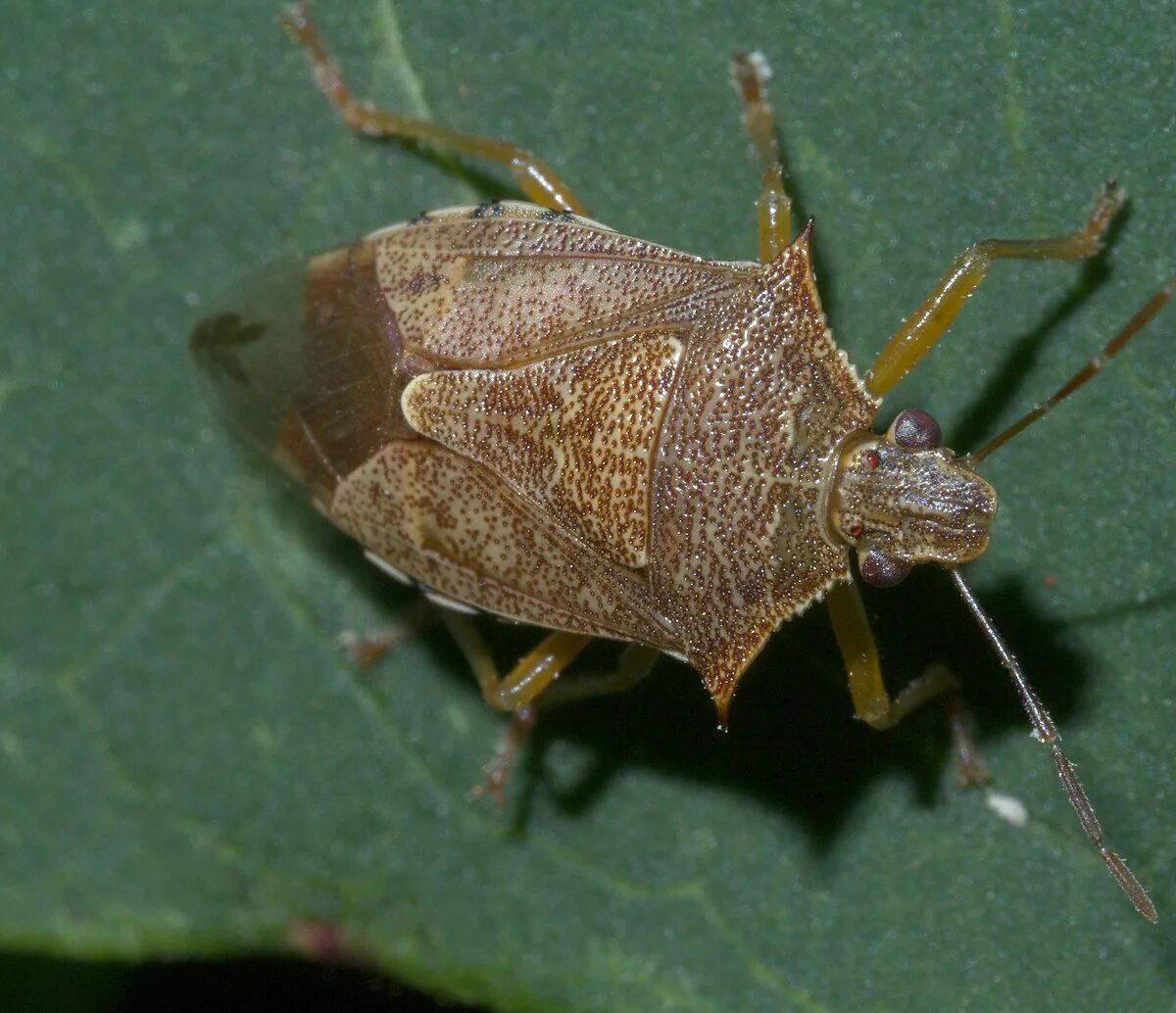 Насекомые похожие на клопов фото и названия File:Podisus maculiventris P1300454a.jpg - Wikipedia