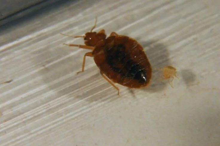 Насекомые похожие на клопов фото и названия Bedbugs: A Shared Responsibility Bed bugs, Pest control, Bugs