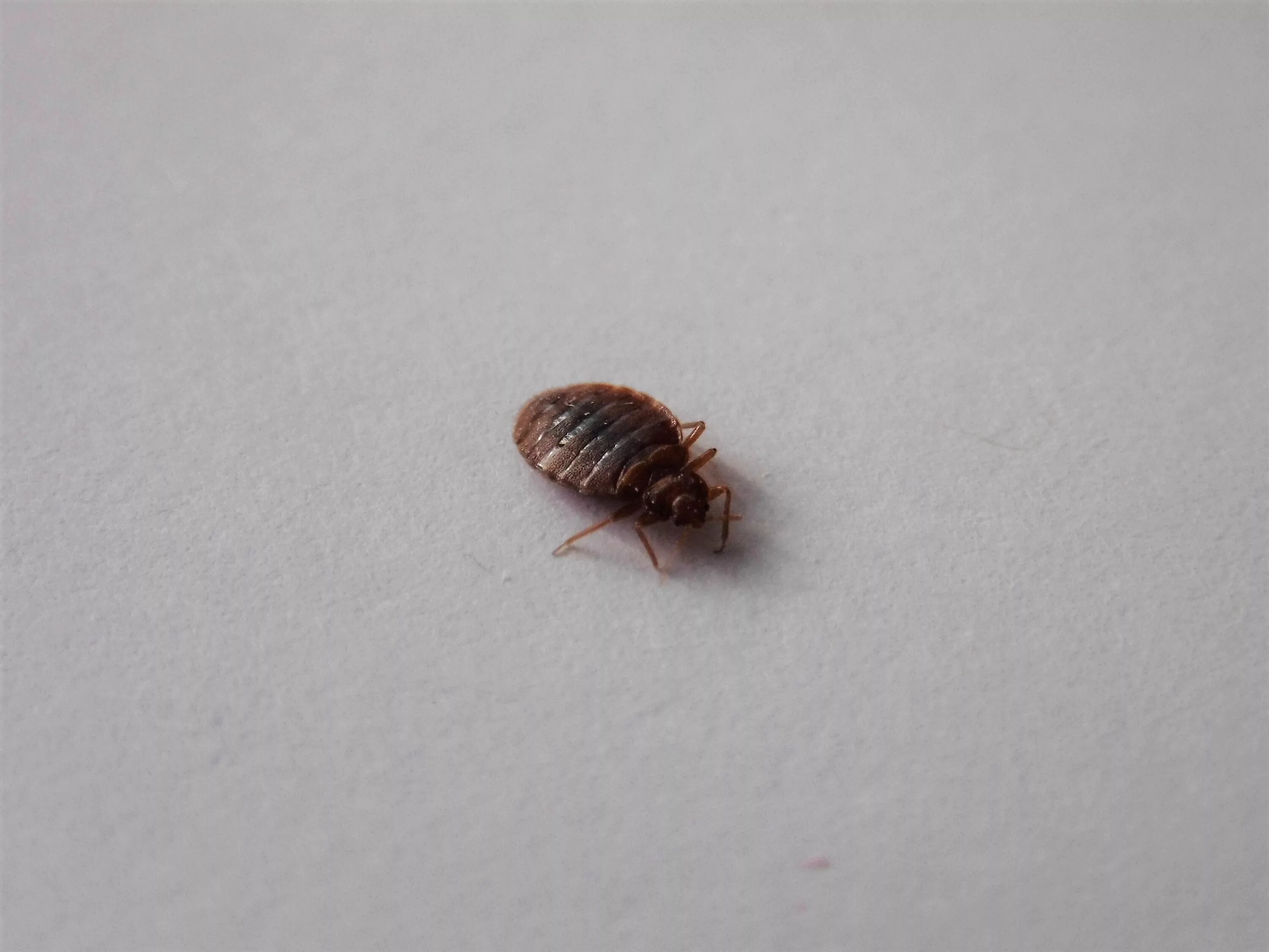 Насекомые похожие на клопов фото и названия File:Pluskwa domowa, Bed bug, Cimex lectularius.jpg - Wikimedia Commons