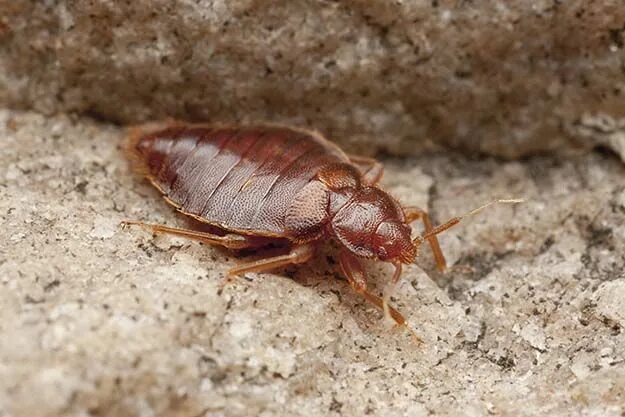 Насекомые похожие на клопов фото и названия How to Get Rid of Bed Bugs Naturally Survival Life Rid of bed bugs, Bed bugs, Su