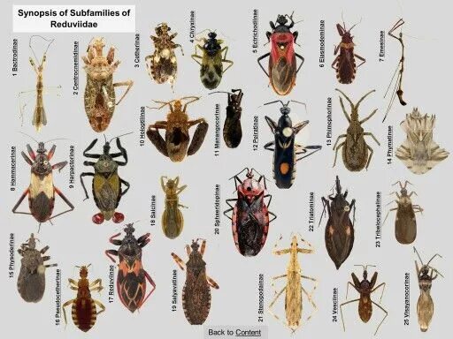 Насекомые похожие на клопов фото и названия An Illustrated Identification Key to Assassin Bug Subfamilies and Tribes (Hemipt