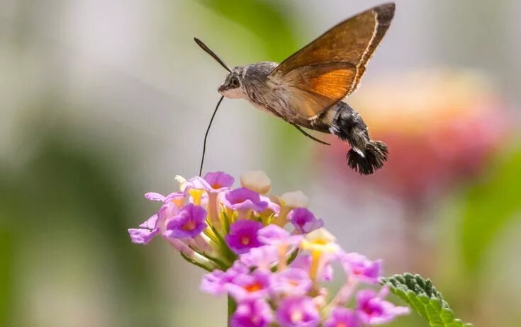 Насекомые похожие на колибри в россии фото The hummingbird hawk-moth Hummingbird moth, Moth, Hawk moth