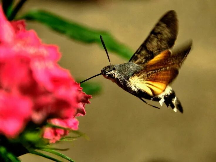 Насекомые похожие на колибри в россии фото Mariposa Colibrí. Reproduccion de las mariposas, Colibri, Mariposas