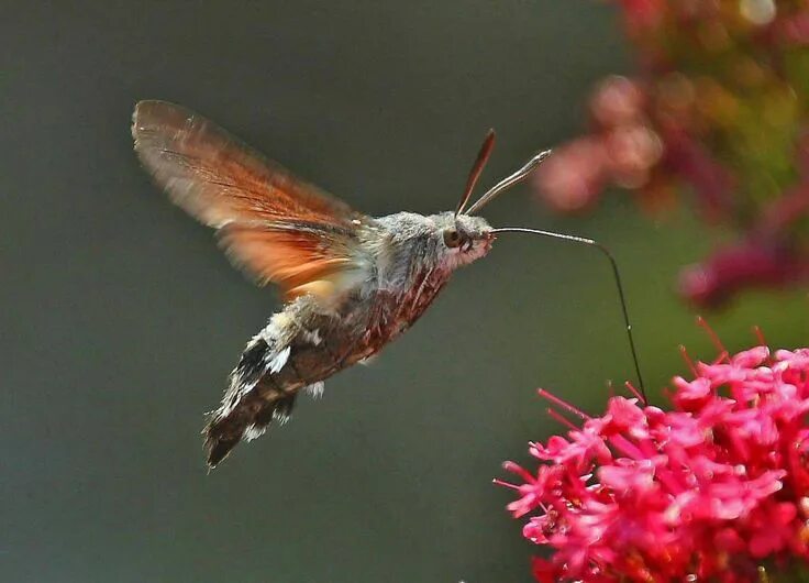 Насекомые похожие на колибри в россии фото Hummingbird Hawk-moth Hummingbird moth, Moth, Hawk moth