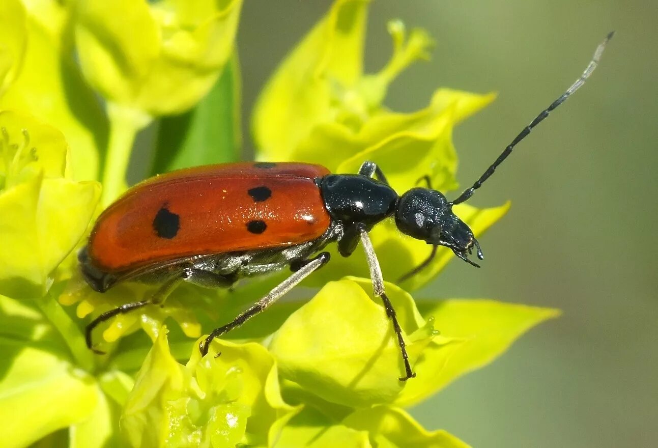Насекомые россии фото Нарывник Stenodera caucasica (Pallas, 1781) (Meloidae) - фото И.М.Пристрема