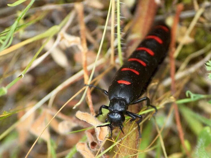 Насекомые россии фото Berberomeloe majalis. flickr/vcamloz Insects