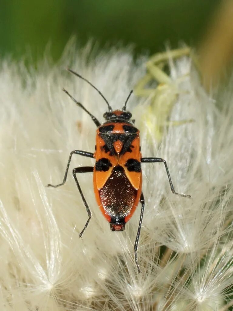 Насекомые россии фото Булавник беленовый - Булавник беленовый (Corizus hyoscyami) - Picture Insect