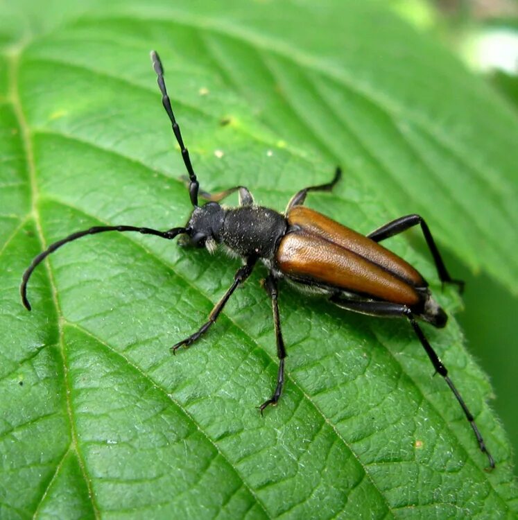 Насекомые россии фото Триба Lepturini: Anastrangalia reyi (Heyden, 1889) (Cerambycidae) - фото В.И.Але