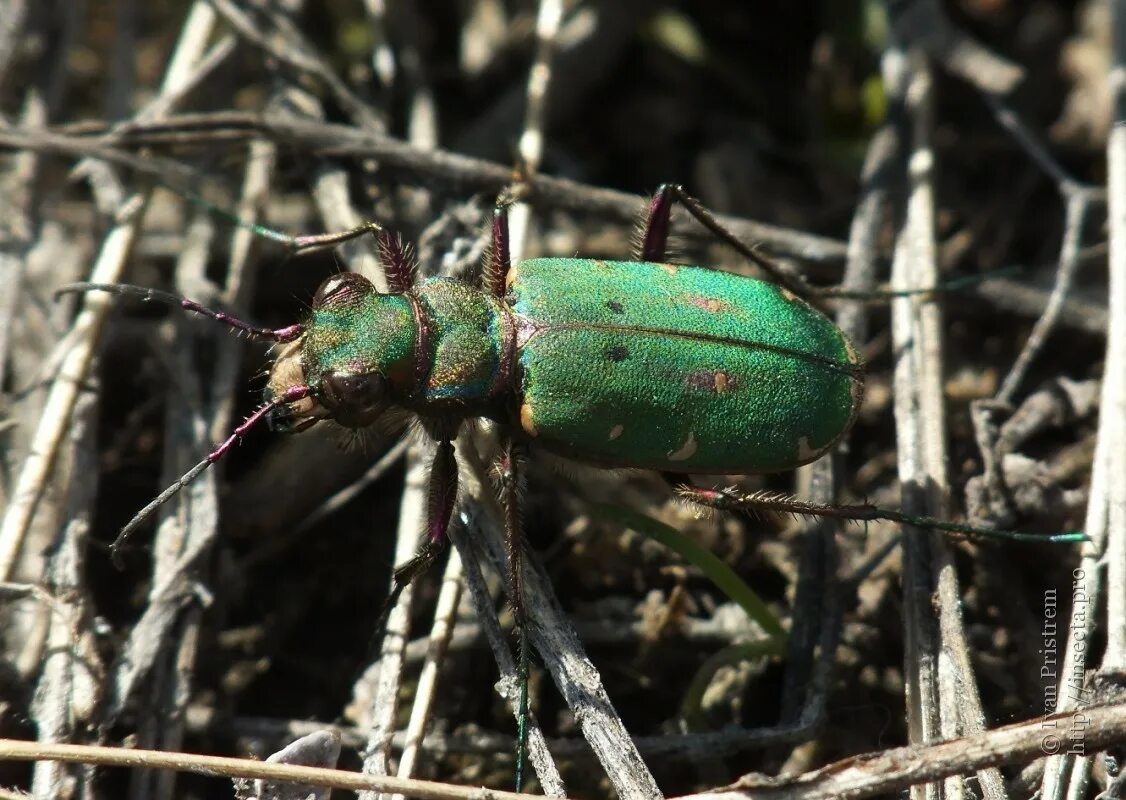 Насекомые россии фото Фото #49480: Cicindela campestris