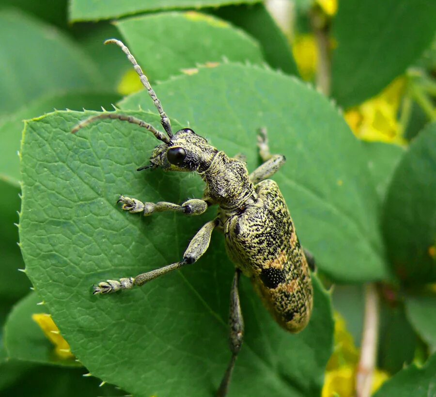 Насекомые россии фото Rhagium mordax НАСЕКОМЫЕ УРАЛА