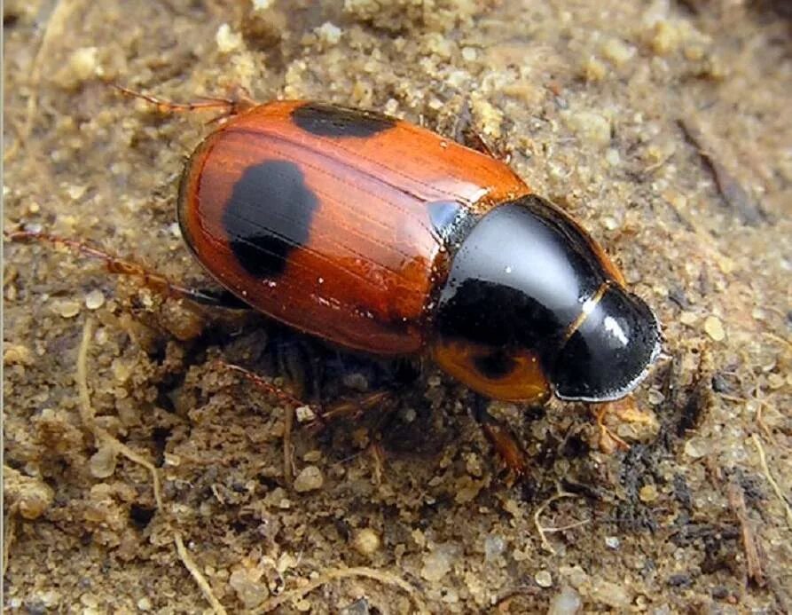 Насекомые россии фото Афодий двупятнистый Aphodius bimaculatus (Laxmann,1770) - Насекомые - Разделы - 