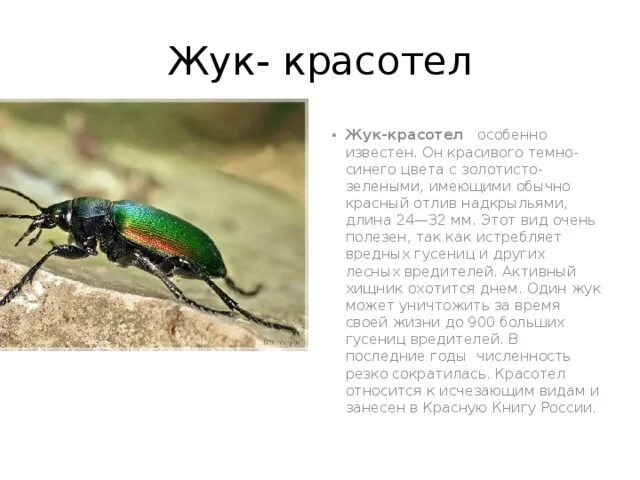 Насекомые россии фото и описание Презентация к уроку окружающего мира "Охрана животных"