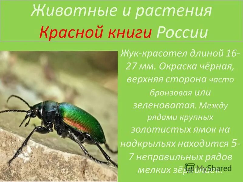Насекомые россии фото и описание Жук красотел в красной книге или нет 60 фото - ZooClever.ru
