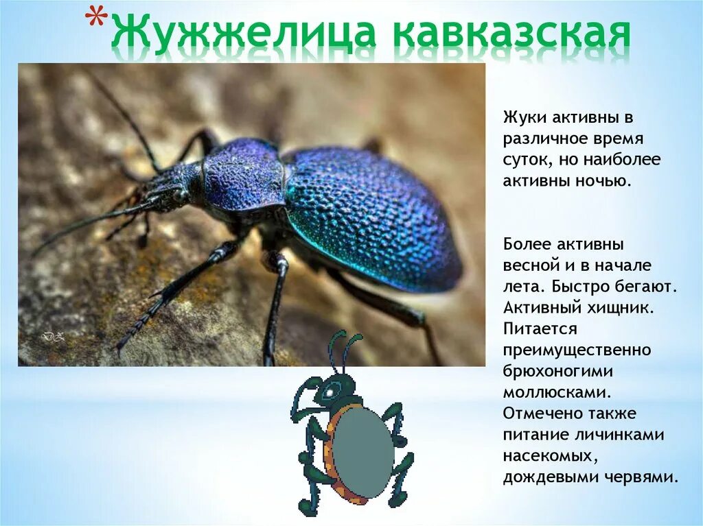 Насекомые россии фото и описание Красная книга Северной Осетии - презентация онлайн