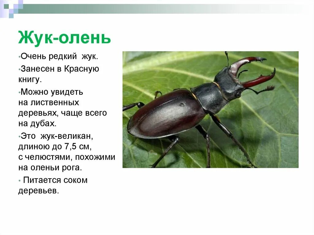 Насекомые россии фото и описание Животные и насекомые из красной книги: найдено 87 изображений