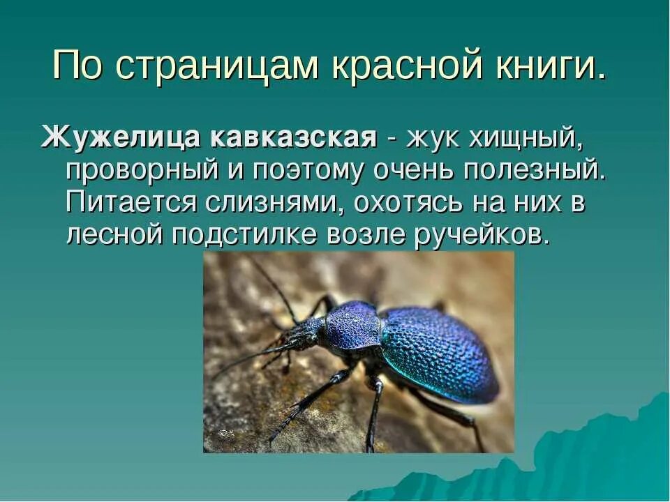 Насекомые россии фото и описание Известно что садовая жужелица ночной жук приносящий