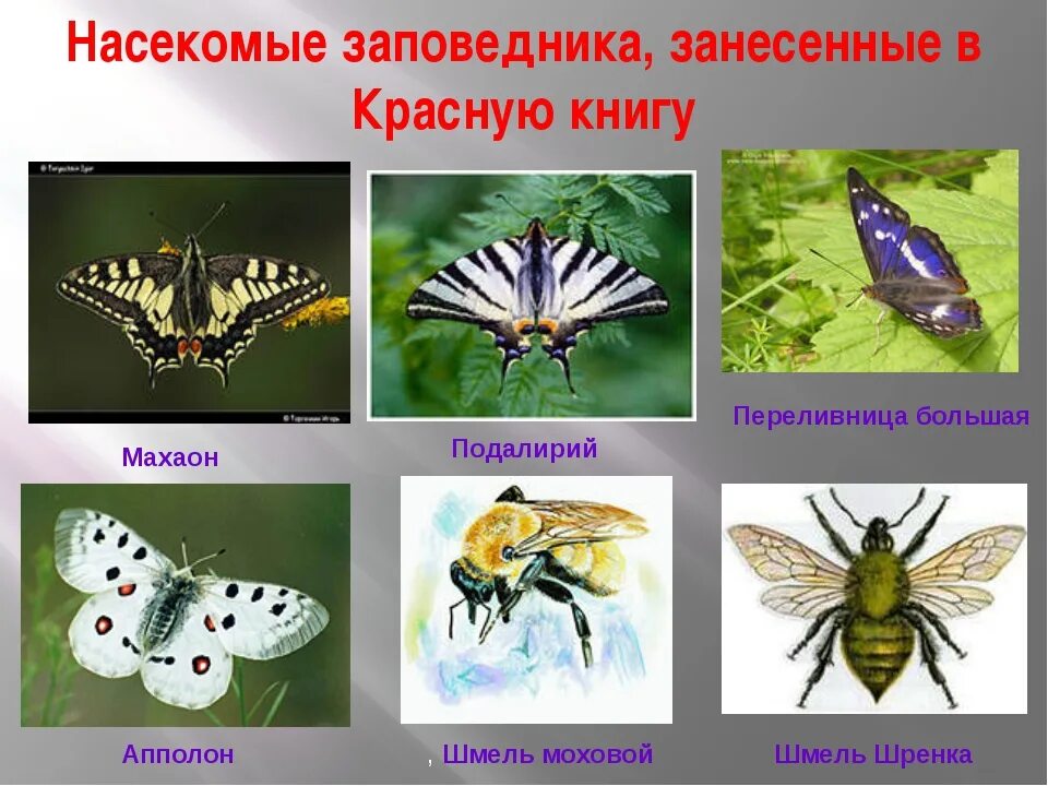 Насекомые россии фото и описание Лэпбук насекомые КПП