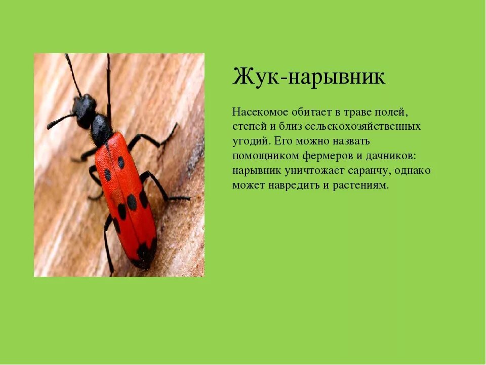 Насекомые россии фото и описание Это насекомое занесено в красную книгу 60 фото - ZooClever.ru