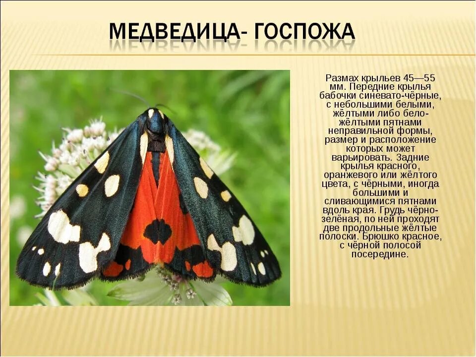 Насекомые россии фото и описание Картинки КРАСНАЯ КНИГА РАСТЕНИЯ ЖИВОТНЫЕ НАСЕКОМЫЕ