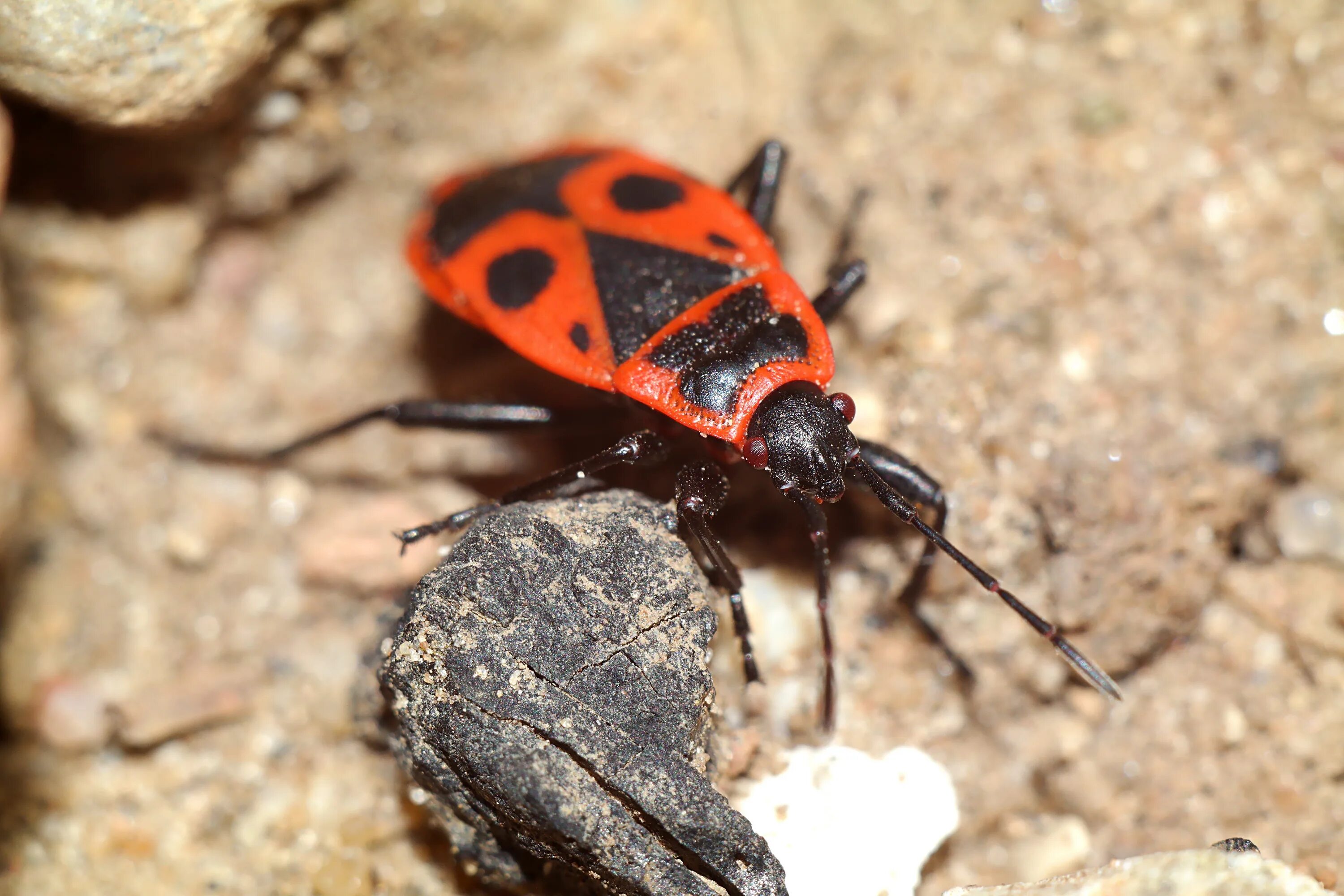 Насекомые россии фото с названиями Smith Wingless Insect Closeup free image download