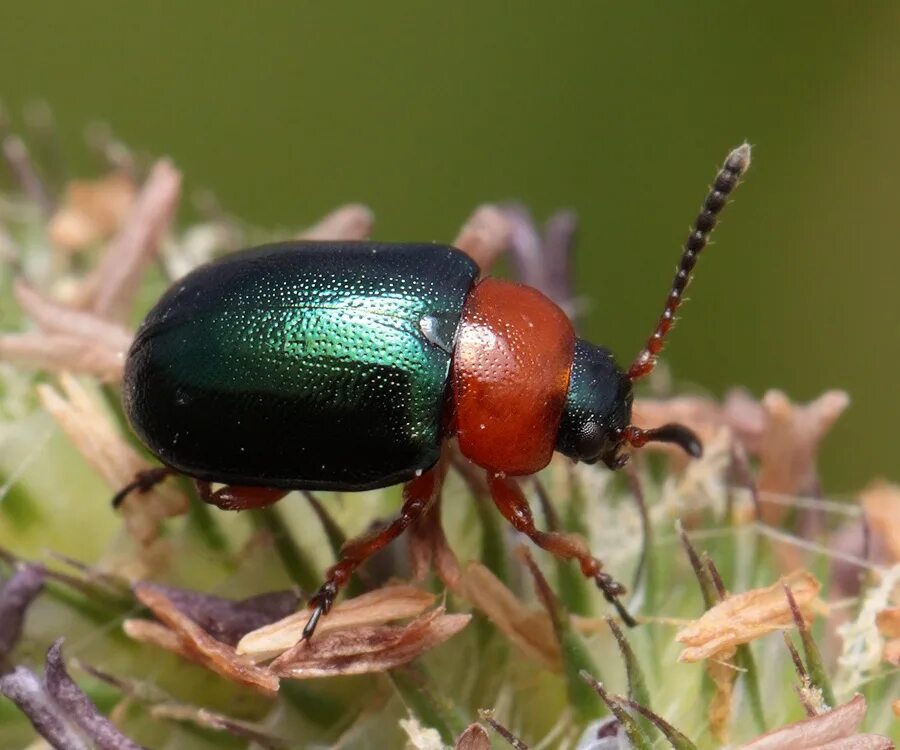 Насекомые россии фото с названиями NATURE. Фото - Arthropoda: Insecta: Coleoptera: Polyphaga: Chrysomeloidea: Chrys