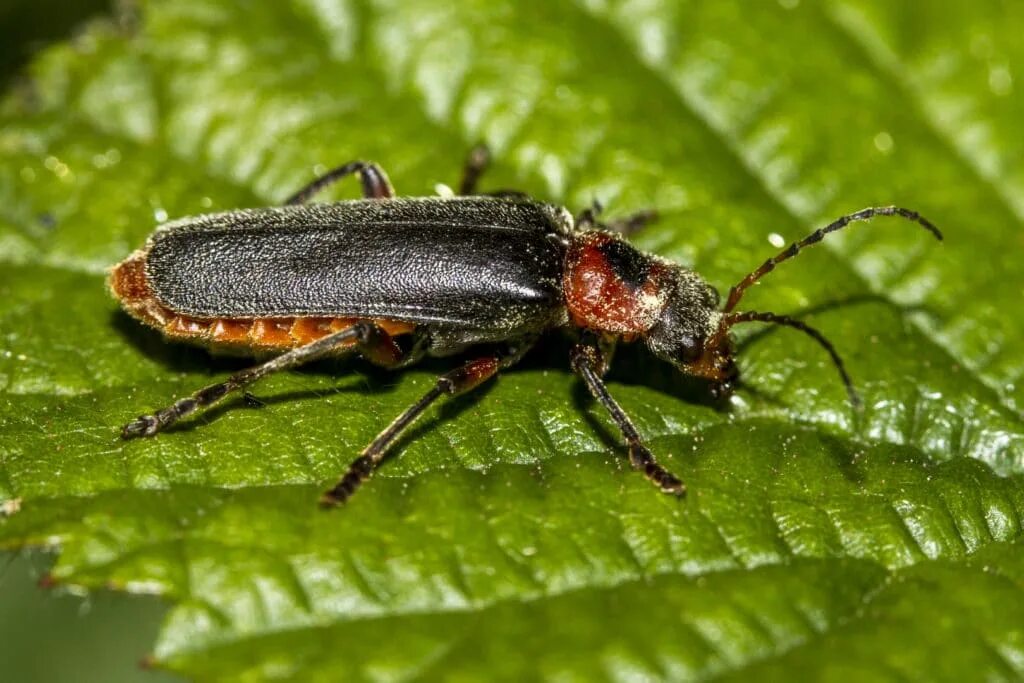 Насекомые россии фото с названиями The red palm weevil is attacking the Côte d'Azur!