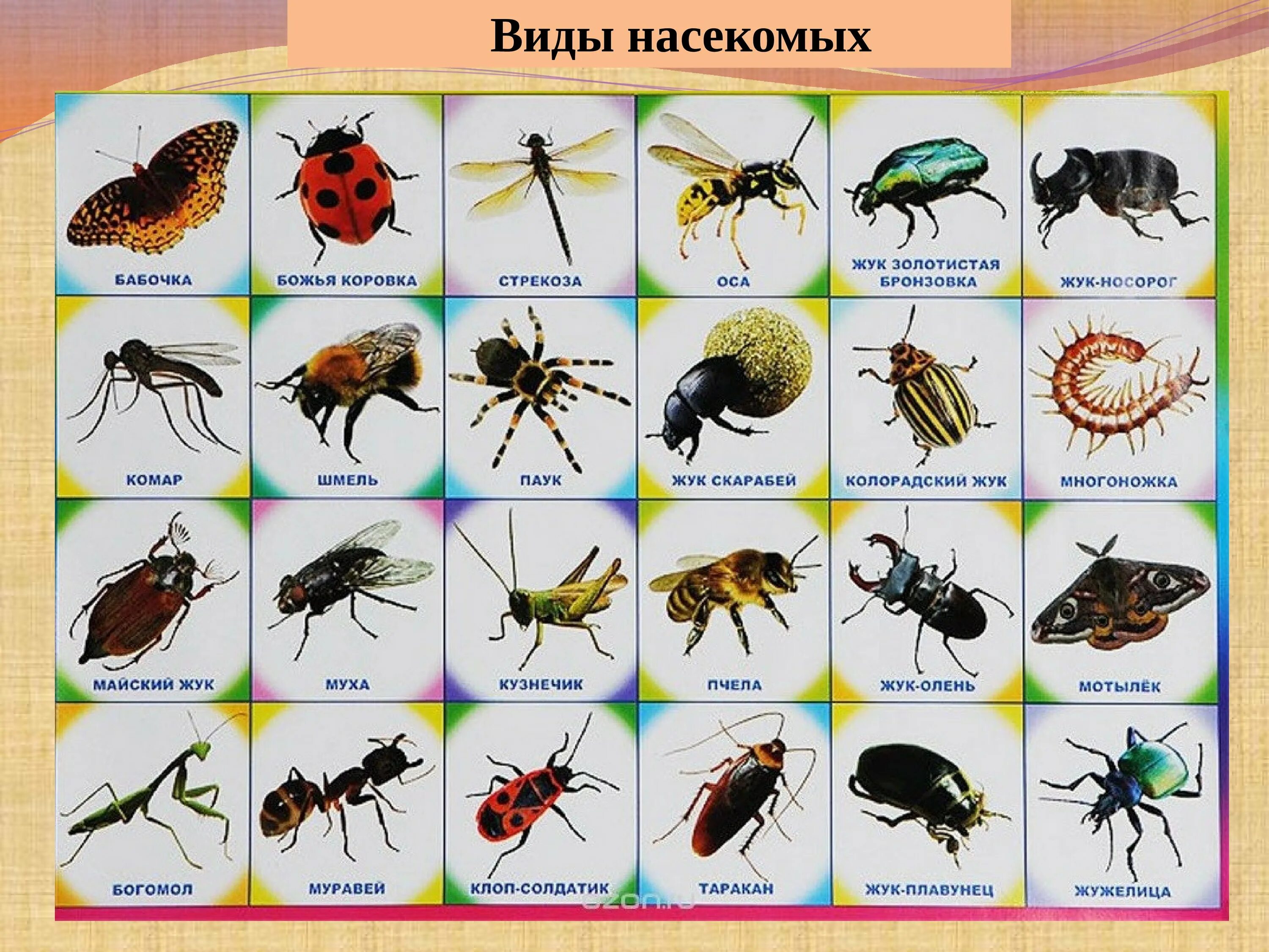 Насекомые россии фото с названиями Дикие насекомые названия фото YugNash.ru