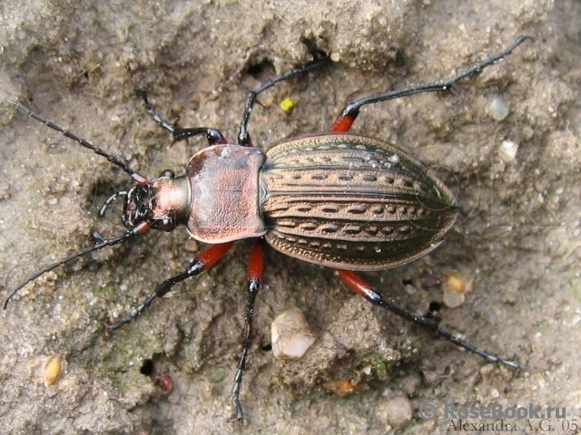 Насекомые россии фото с названиями Галерея - Жужелица (Carabus cancellatus, Procerus scabrosus, Harpalus affinis) -