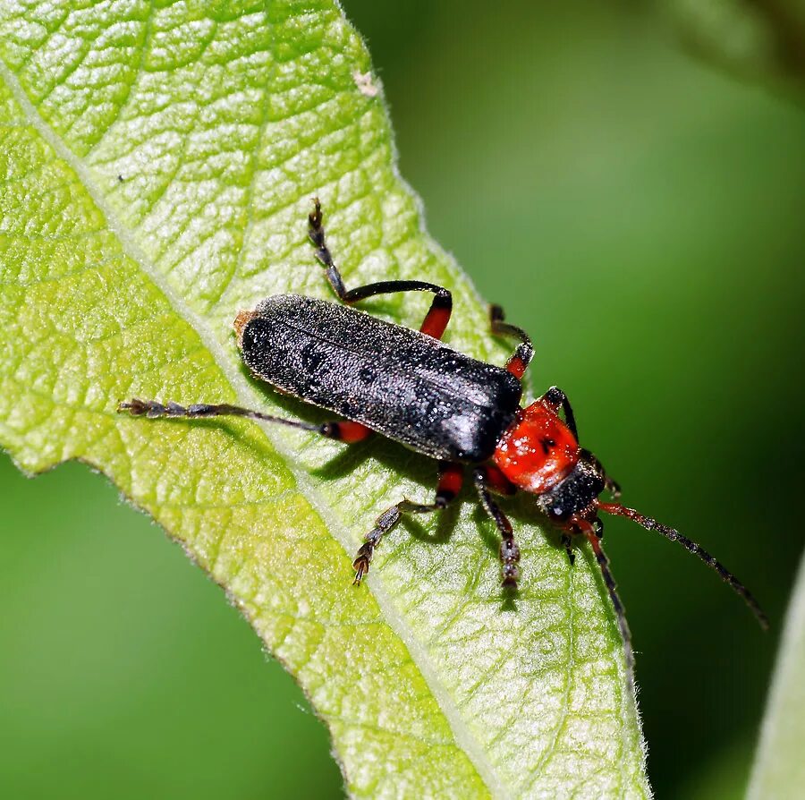 Насекомые россии фото с названиями В.И. Гуменюк: фотографии мягкотелок (Cantharidae) Подмосковья (2010)