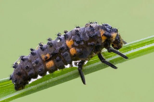Насекомые сада и огорода фото названия 7-spot ladybird larva Ladybird, Larvae, Insects