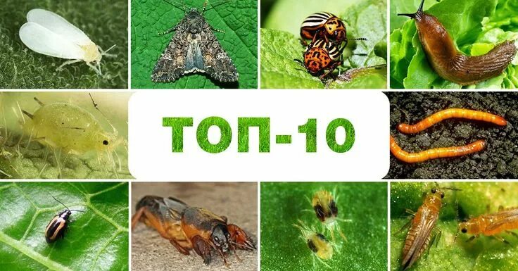 Насекомые сада и огорода фото названия Топ-10 самых прожорливых вредителей огорода 10 things, Pests, Vegetables