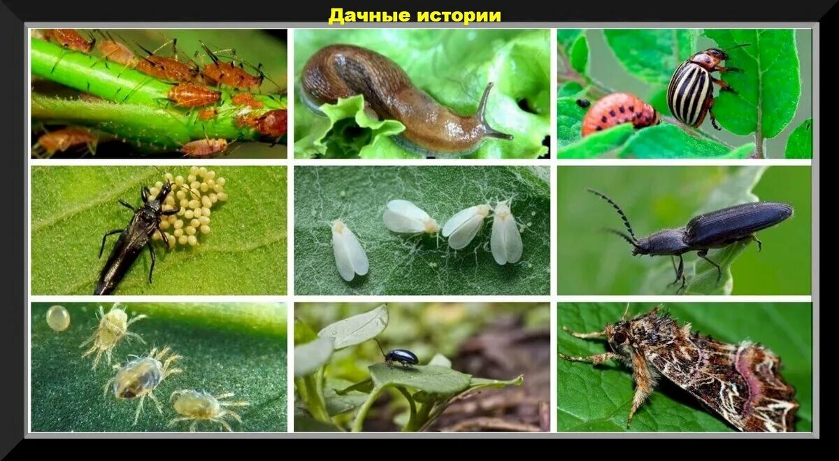 Насекомые сада и огорода фото названия Рабочие способы избавиться от слизней, колорадского жука, муравьев и кивсяков: д