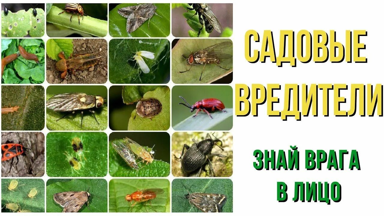 Насекомые сада и огорода фото названия ОСНОВНЫЕ ВРЕДИТЕЛИ САДА И ОГОРОДА. Знай врага в лицо! - YouTube Растения, Огород