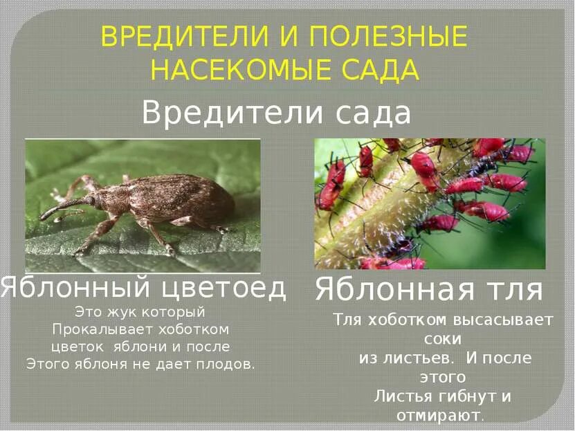 Насекомые сада и огорода фото названия Вредители садов и огородов фото - DelaDom.ru