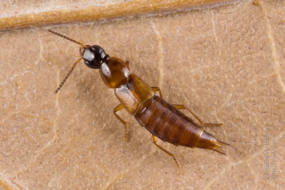 Насекомые тульской области фото Фото #62403: Quedius sp.