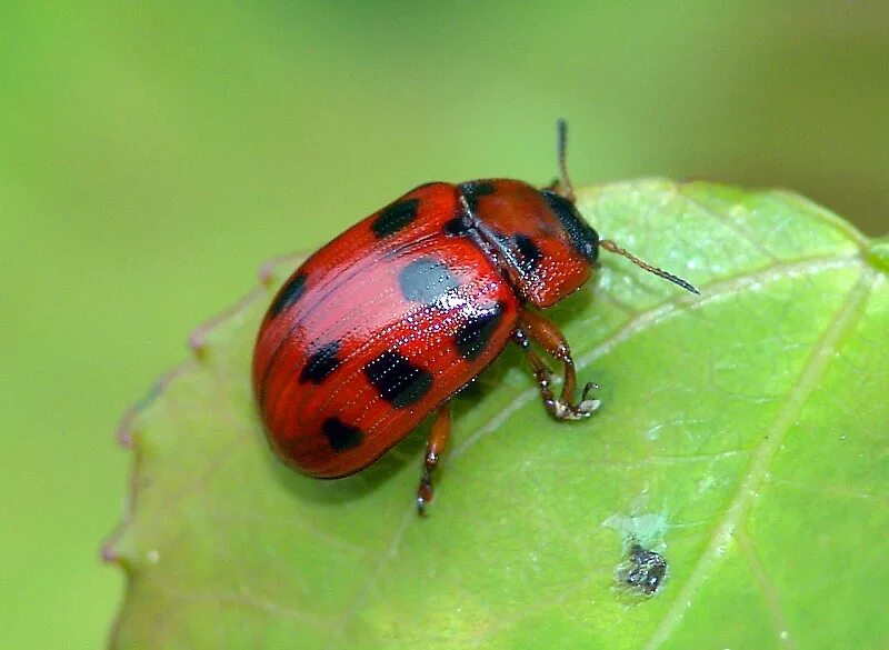 Насекомые тульской области фото Красноногий листоед Gonioctena decemnotata (Marsh., 1802) - фотографии В.И.Гумен