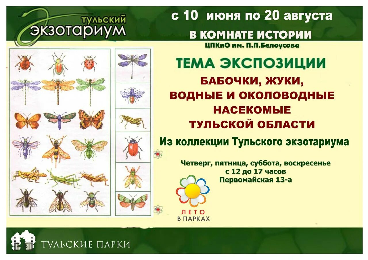 Насекомые тульской области фото В Центральном парке Тулы можно посмотреть коллекцию бабочек и жуков 31.07.2017 О
